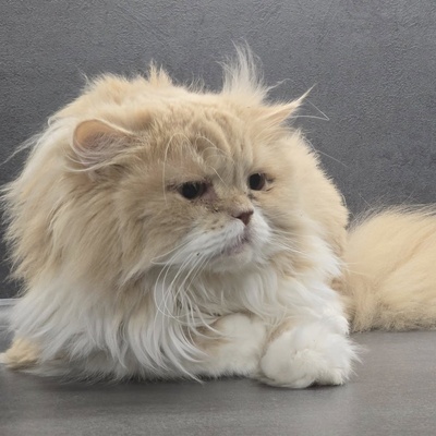 Kater Richard und Luck suchen ein neues Körbchen, Perser - Kater
