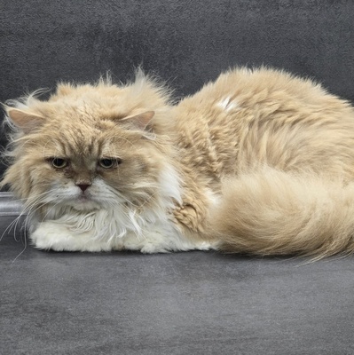 Kater Richard und Luck suchen ein neues Körbchen, Perser - Kater
