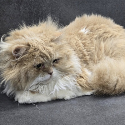 Kater Richard und Luck suchen ein neues Körbchen, Perser - Kater