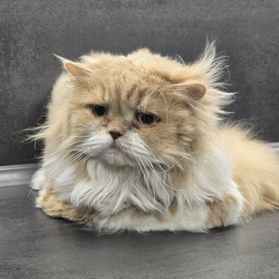 Kater Richard und Luck suchen ein neues Körbchen, Perser - Kater