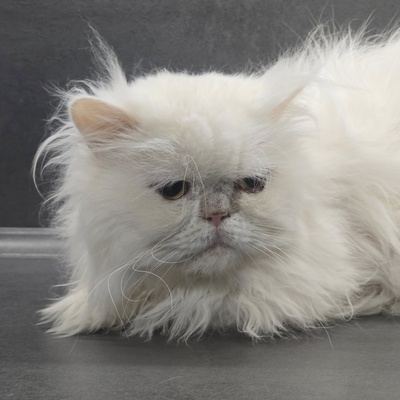 Kater Richard und Luck suchen ein neues Körbchen, Perser - Kater