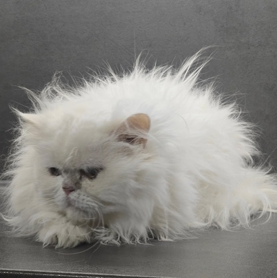 Kater Richard und Luck suchen ein neues Körbchen, Perser - Kater