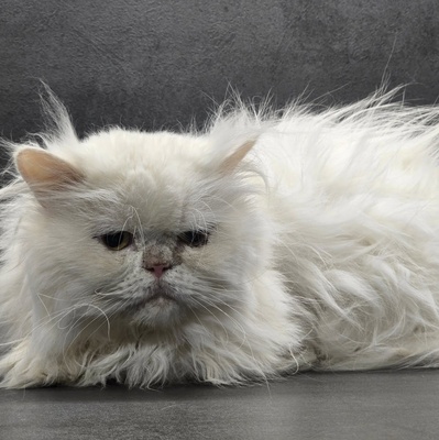 Kater Richard und Luck suchen ein neues Körbchen, Perser - Kater