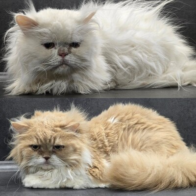 Kater Richard und Luck suchen ein neues Körbchen, Perser - Kater
