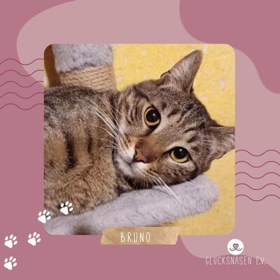 Kater Ronny wartet auf seine eigene Familie