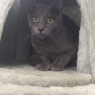 Kater Silas und Zino möchten gern reisen, EKH - Kater