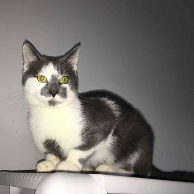Kater Silas und Zino möchten gern reisen, EKH - Kater