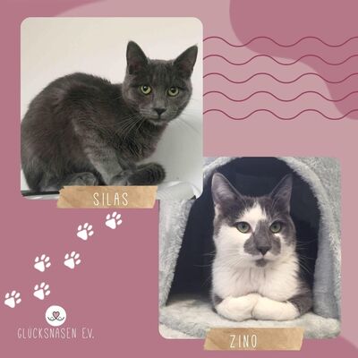 Kater Silas und Zino suchen ihre Dosenöffner, EKH Jungtier - Kater