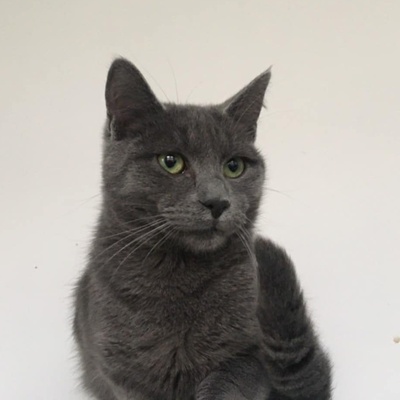 Kater Silas und Zino suchen ihre Dosenöffner, EKH Jungtier - Kater