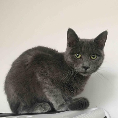 Kater Silas und Zino suchen ihre Dosenöffner, EKH Jungtier - Kater