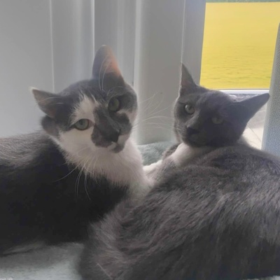 Kater Silas und Zino suchen ihre Dosenöffner, EKH Jungtier - Kater