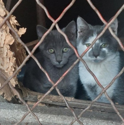 Kater Silas und Zino suchen ihre Dosenöffner, EKH Jungtier - Kater