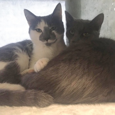 Kater Silas und Zino suchen ihre Dosenöffner, EKH Jungtier - Kater