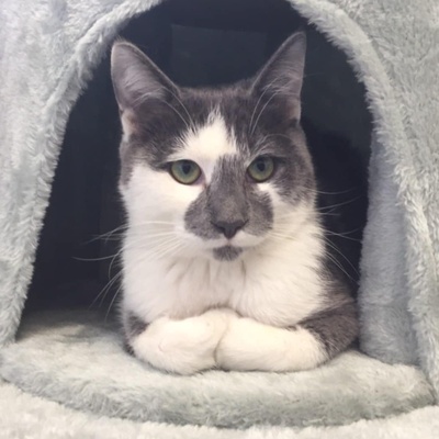 Kater Silas und Zino suchen ihre Dosenöffner, EKH Jungtier - Kater