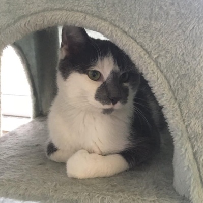 Kater Silas und Zino suchen ihre Dosenöffner, EKH Jungtier - Kater