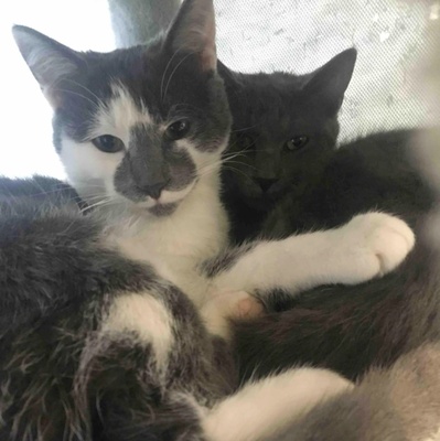 Kater Silas und Zino suchen ihre Dosenöffner, EKH Jungtier - Kater