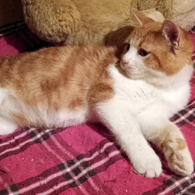 Kater Simba sucht immer noch sein Körbchen, EKH - Kater