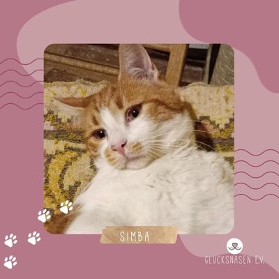 Kater Simba wartet auf Post von Dir, EKH - Kater