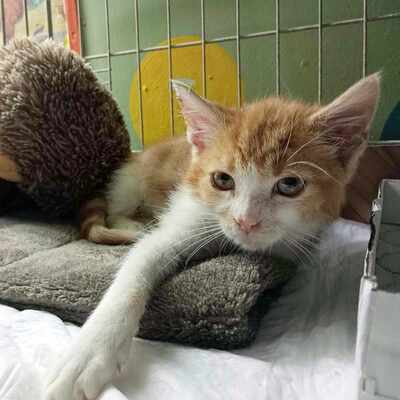 Kater Simba wartet auf Post von Dir, EKH - Kater