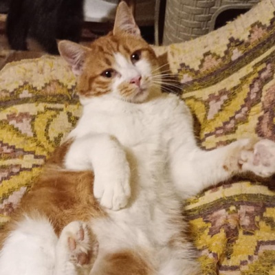 Kater Simba wartet auf Post von Dir, EKH - Kater