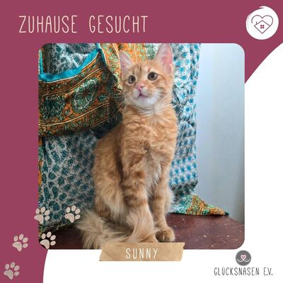 Kater Sunny ist bereit für seine große Reise, EKH Jungtier - Kater