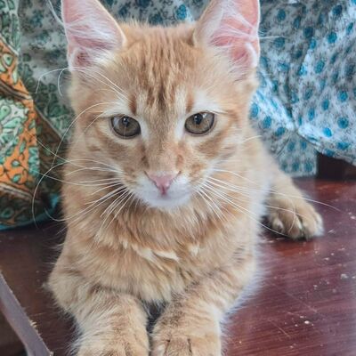 Kater Sunny ist bereit für seine große Reise, EKH Jungtier - Kater