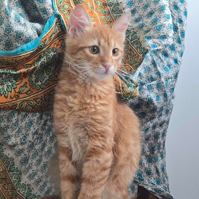 Kater Sunny ist bereit für seine große Reise, EKH Jungtier - Kater