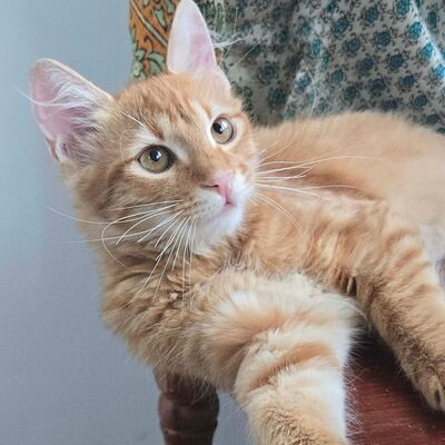 Kater Sunny ist bereit für seine große Reise, EKH Jungtier - Kater