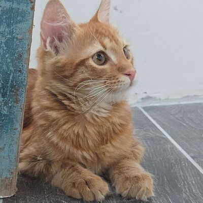 Kater Sunny ist bereit für seine große Reise, EKH Jungtier - Kater