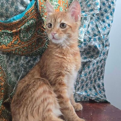 Kater Sunny ist bereit für seine große Reise, EKH Jungtier - Kater