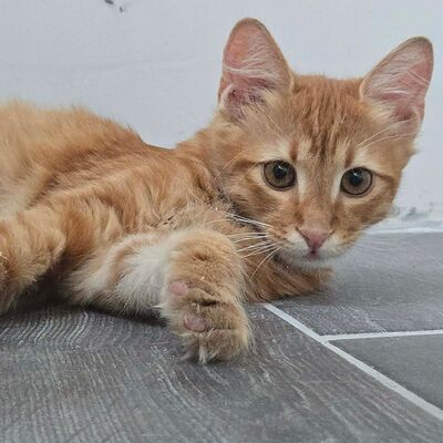 Kater Sunny ist bereit für seine große Reise, EKH Jungtier - Kater