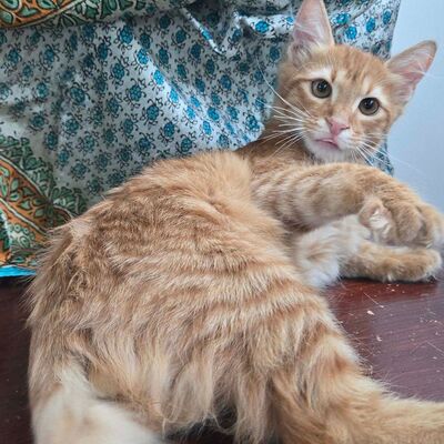 Kater Sunny ist bereit für seine große Reise, EKH Jungtier - Kater