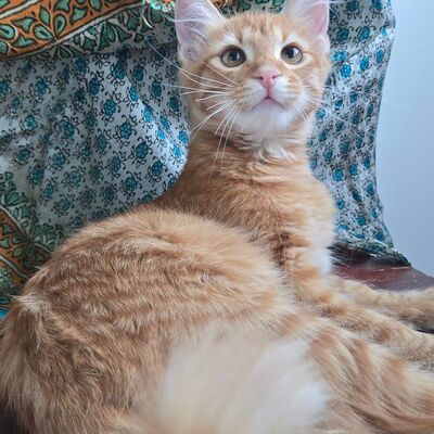 Kater Sunny ist bereit für seine große Reise, EKH Jungtier - Kater