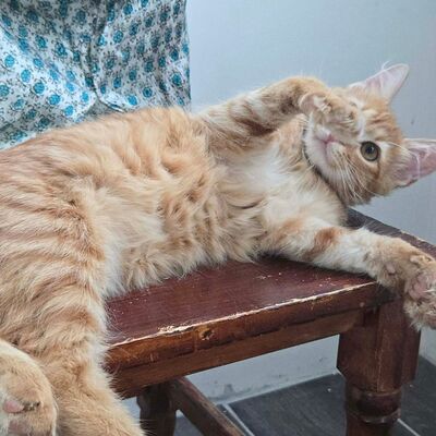 Kater Sunny ist bereit für seine große Reise, EKH Jungtier - Kater
