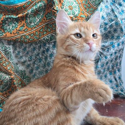 Kater Sunny ist bereit für seine große Reise, EKH Jungtier - Kater