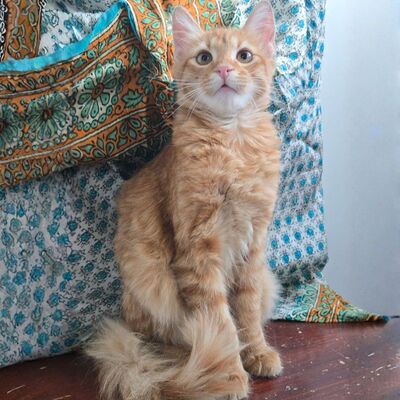 Kater Sunny ist bereit für seine große Reise, EKH Jungtier - Kater