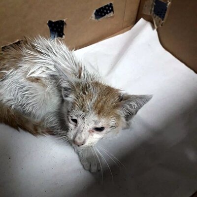 Kater Sylver sucht sein kuscheliges Körbchen, EKH - Kater