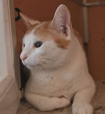 Kater Sylver sucht sein kuscheliges Körbchen, EKH - Kater