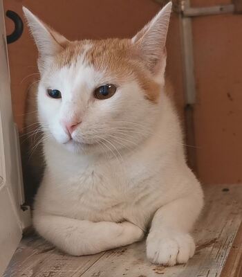 Kater Sylver sucht sein kuscheliges Körbchen, EKH - Kater