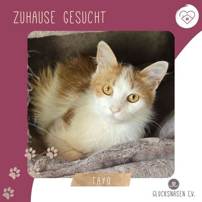 Kater Tayo wartet auf seine Dosis, EKH - Kater