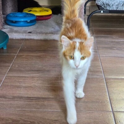 Kater Tayo wartet auf seine Dosis, EKH - Kater