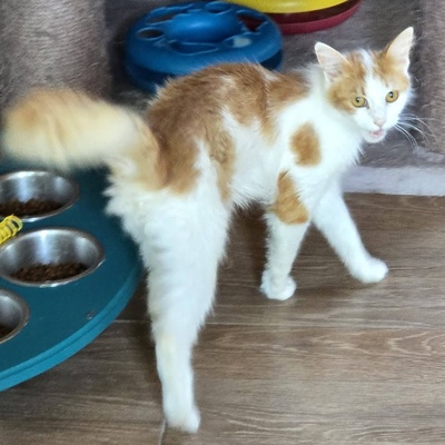 Kater Tayo wartet auf seine Dosis, EKH - Kater