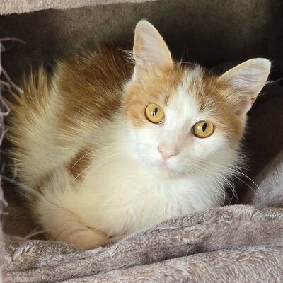 Kater Tayo wartet auf seine Dosis, EKH - Kater