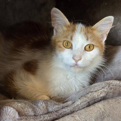 Kater Tayo wartet auf seine Dosis, EKH - Kater