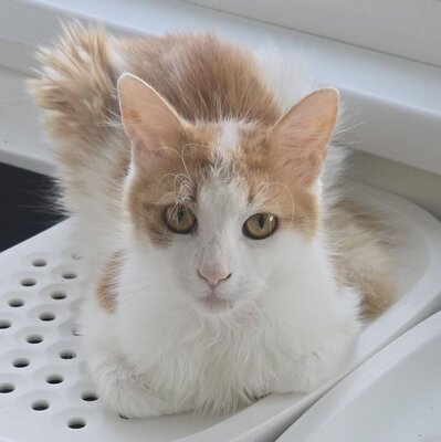 Kater Tayo wartet auf seine Dosis, EKH - Kater