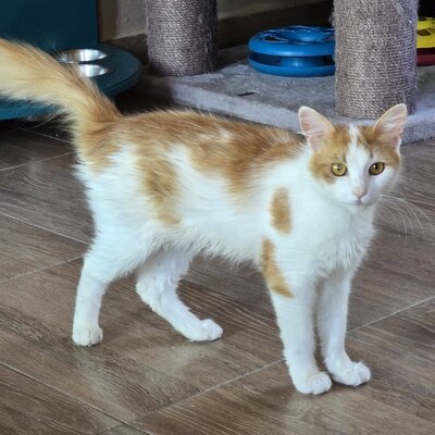 Kater Tayo wartet auf seine Dosis, EKH - Kater