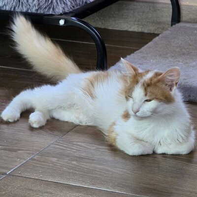 Kater Tayo wartet auf seine Dosis, EKH - Kater