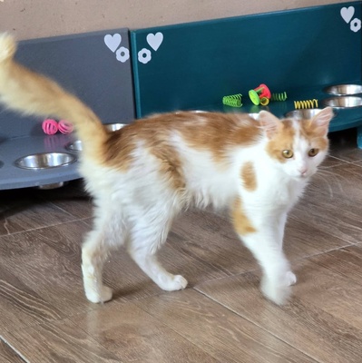 Kater Tayo wartet auf seine Dosis, EKH - Kater