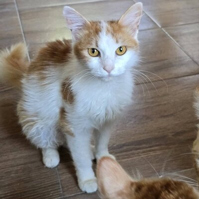 Kater Tayo wartet auf seine Dosis, EKH - Kater