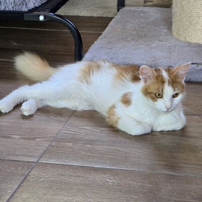 Kater Tayo wartet auf seine Dosis, EKH - Kater